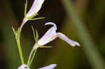 Canby's lobelia